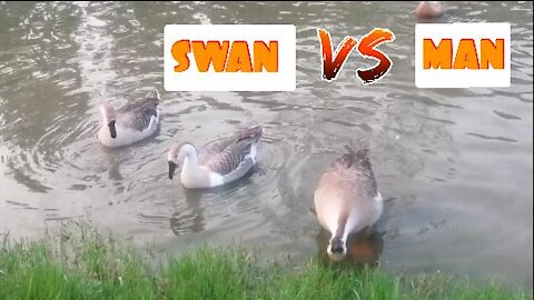 Funny Video 😂 SWAN Attack Me... Then Run 🏃‍♂️🏃‍♂️