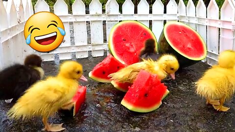 Cute🥰 and Funny😂 Animals