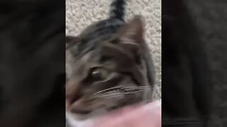 CAT VIDEO