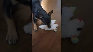 Snickers loves his Lamb Chop