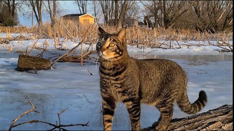 Cat Mesmerized By Bubbles On Melting Ice