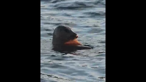 A young Seal with a Sting Ray in its mouth #animals #wildlife #sea #seal #sealife #mammals