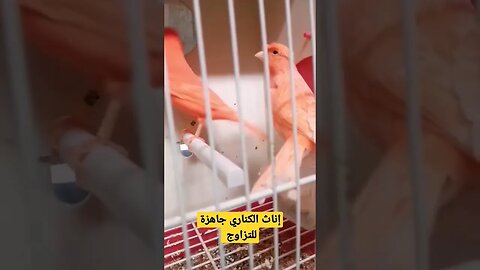 أجمل إناث الكناري جاهزة للتزاوج