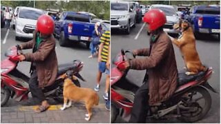 Safety first! Dog puts on helmet before getting a motorcycle ride