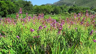 SOUTH AFRICA - Cape Town - Kirstenbosch National Botanical Garden (Video) (5D2)