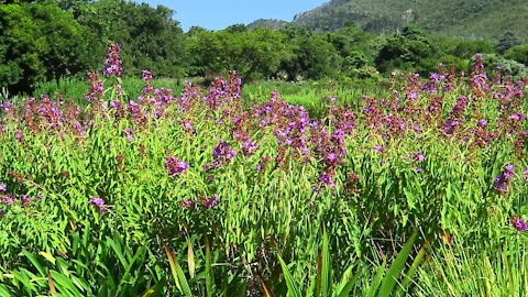 SOUTH AFRICA - Cape Town - Kirstenbosch National Botanical Garden (Video) (5D2)