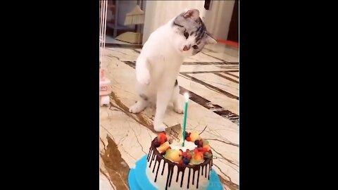 Funny and Cute Cat's Life 👯😺 Cats and Owners are the best friends Videos-