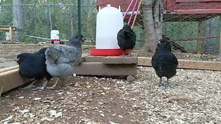 30 seconds of chickens part 12