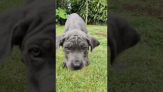 Cane Corso Puppy Shows off Her Floppy Skin