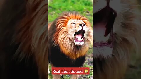 🦁 lion sound 🦁 lion roars #trending #viral #viralsorts #shortfeed #tiktok #sorts #money #lion