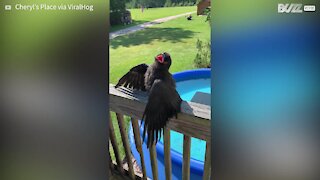Friendly crow loves to be petted