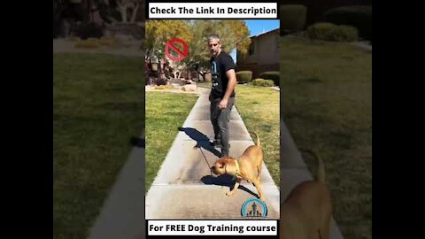 Smart Dog Training Video 🐶 | Dog Training Tricks 🐕 | Dog Training 🐾 | #shorts # dog #dogtraning