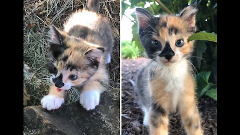 Family Took in Scrappy Kitten and Helped Her Blossom into Adventurous Cat