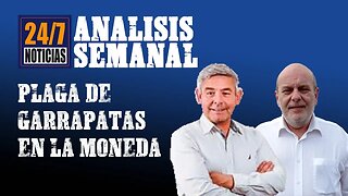Plaga de garrapatas en La Moneda - Noticias 24/7