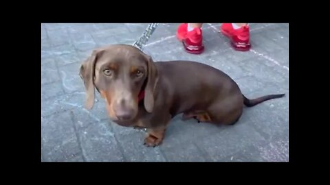 Doggos of freedom at the Wellington Protest 2022