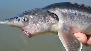 A história do Peixe Esturjão