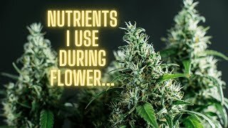 What Nutrients To Be Using During Flowering