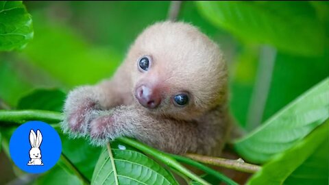 Baby sloth funniest compilition