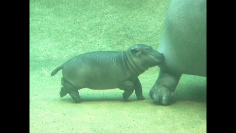 Newborn Hippo Learns To Swim