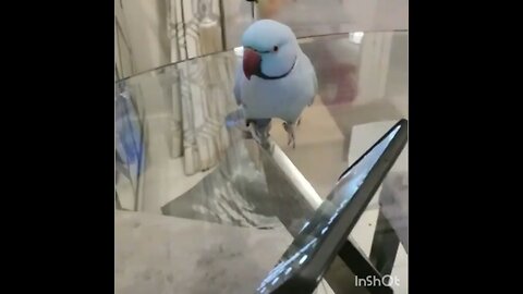 Bird FaceTime’s his bro to feed him liberal propaganda