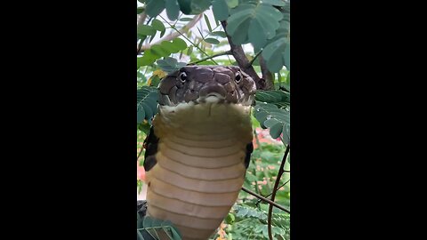 #twelve feet King Cobra #India forest #Karnataka
