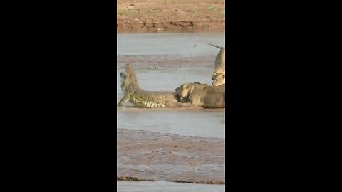 #Lion and crocodile fighting# # very dengerous video # #incredible video #