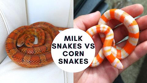🐍Milk Snakes vs Corn Snakes: (The Best Beginner Snake)