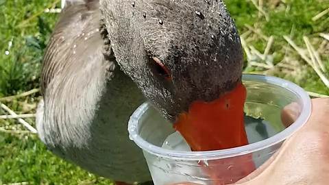 Goose cools down with glass of ice cold water