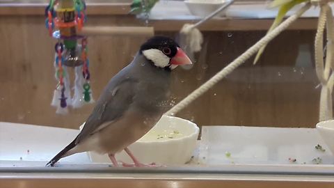 Bird cafe becoming very popular in Japan