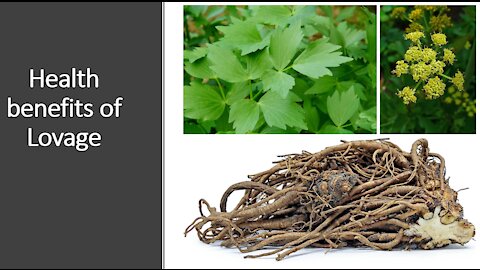 Lovage - Benefits