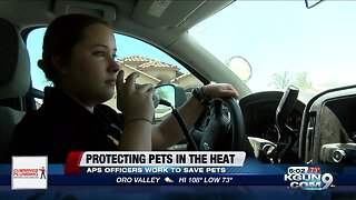 Animal Protection Service officers see increase in calls about animals in heat distress