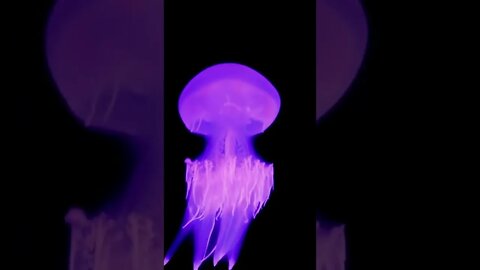 satisfying jellyfish Best viral reel video #shorts #viral