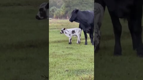 Baby Calf #calf #cows #cow #shorts