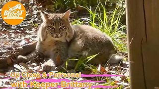 Big Cat Rescue LIVE Q&A with Brittany at Big Cat Rescue 03 16 2023