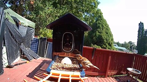 Bird Feeder with Camera Wireless Outdoor, Smart Bird Feeder with Camera Solar Powered