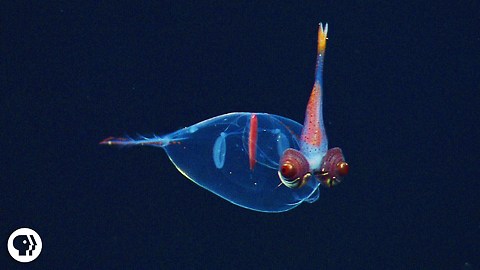 Eight Incredible Deep Sea Oddities