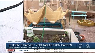 Students to harvest vegetables grown at Innovation Academy garden