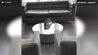 Gato fica confuso com reflexo na mesa