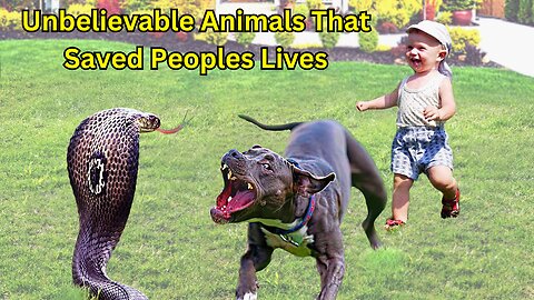 Unbelievable Animals That Saved People s Lives