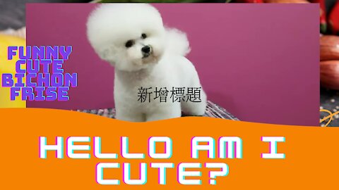 Funny lovely BICHON FRISE