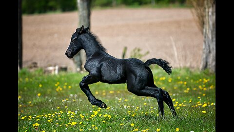 Beautiful Horses with Relaxing music_ wild animals_2024