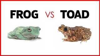 FROG VS TOAD