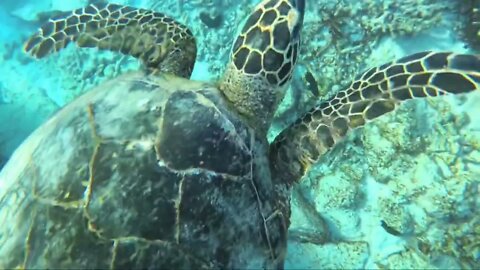 Coral reef snorkelling turtle acts like puppy dog for back scratchers￼