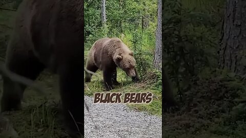Black Bears Are Taking Over This Hiking Trail!