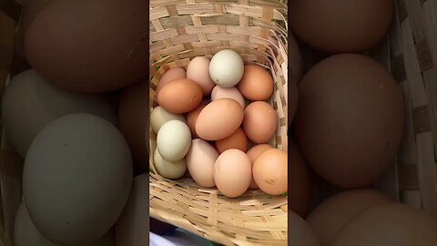 Collecting Eggs #backyardchickens #eggs #homestead #farmlife #farmanimals #foryou #fyp #chickens