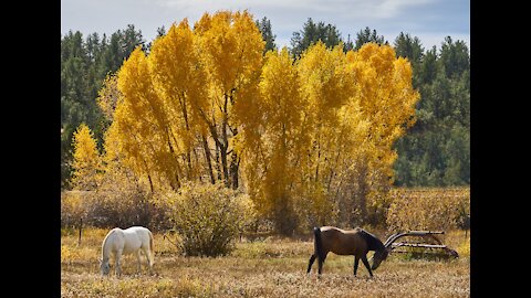 Colorado Fall Color 2021