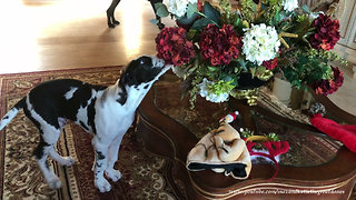 Great Dane and Puppy Have Fun Playing With Christmas Hats and Decorations