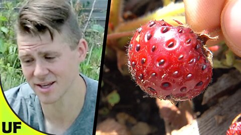 Framberry Taste Test | Unusual Foods