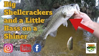 BIG Shellcrackers and a Little Bass on a Wild Shiner