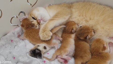 The cat rejoices in her happiness, she gave birth to kittens for the first time😻 →